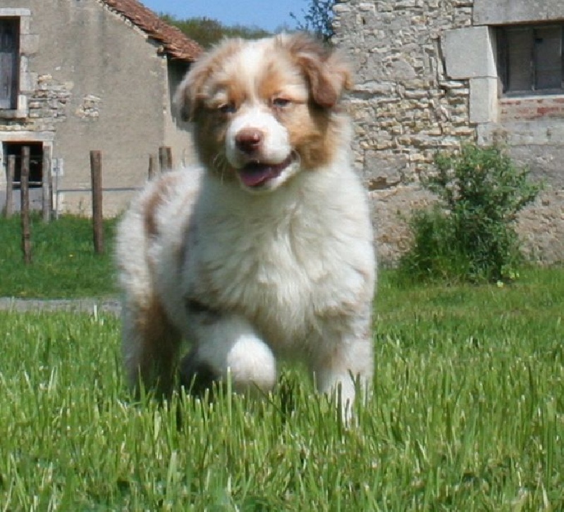 of Sunny Wood Farm - Berger Australien - Portée née le 01/02/2015