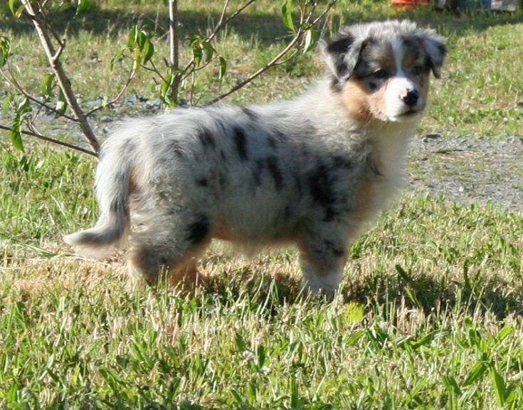 of Sunny Wood Farm - Berger Australien - Portée née le 08/04/2017